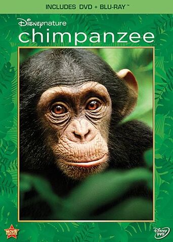 File:Chimpanzee.jpg