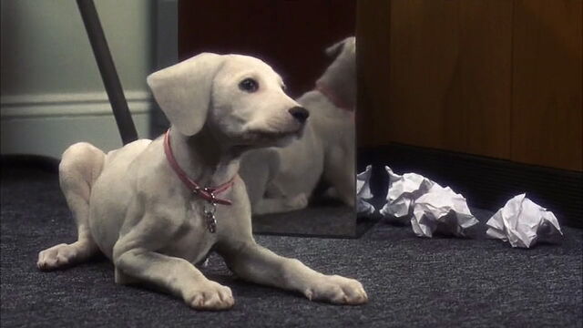 File:102-dalmatians-disneyscreencaps.com-2802.jpg