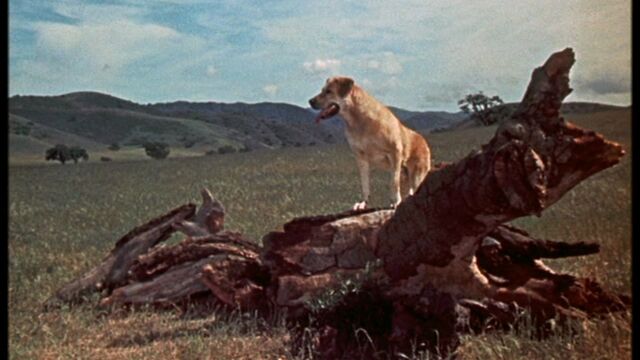 File:Old Yeller pic. 1.jpg