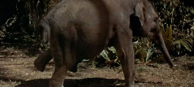 File:Swiss-family-robinson-disneyscreencaps.com-3057.jpg