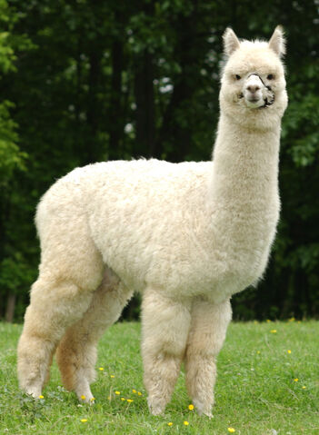 File:OH MAN ANOTHER ALPACA.jpeg