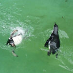 Penguins