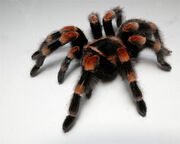 Mexican Redknee Tarantula