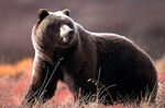 Grizzly Bear