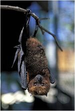 Rodrigues Flying Fox