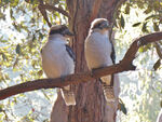 Kookaburra Couple