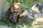 Tapir Calf and Mom
