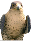 Hawk