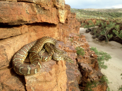 File:Snake.jpg