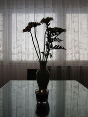 Flowers contre-jour