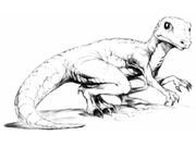 Salamander