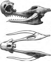 Skull