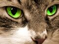 Thumbnail for version as of 08:35, March 12, 2016