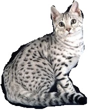 File:Spottedcat.jpg