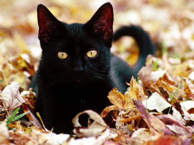 File:Blackfang.jpg