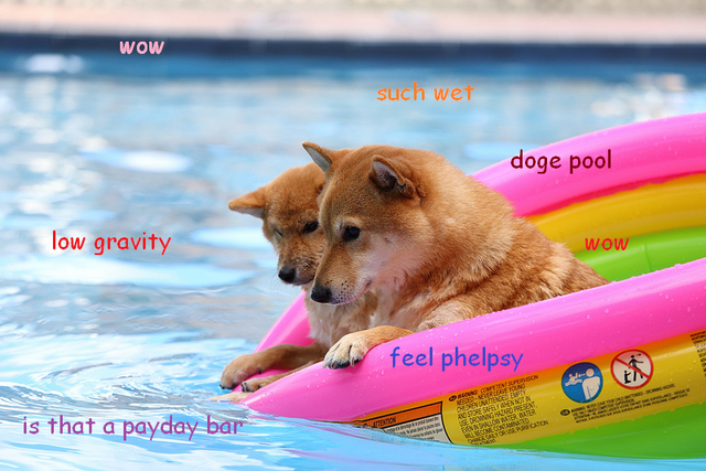 File:DOGE In Pool.png