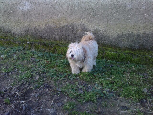 File:Bella at village 2.jpg