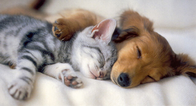 File:Kitten and puppy sleeping.jpg