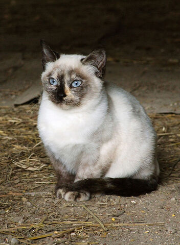 File:Tortie Siamese.jpg