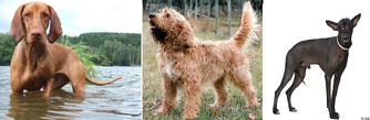 Endangered dog breeds