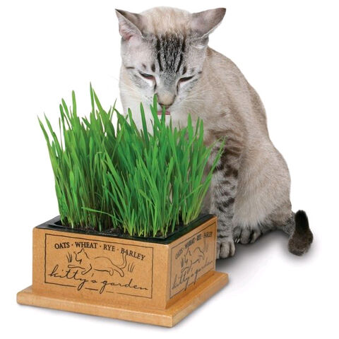 File:Kittygarden.jpg