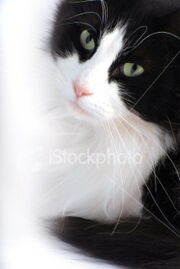 Istockphoto 4634571-black-and-white-cat
