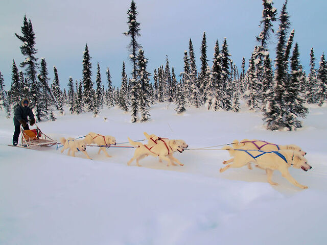 File:800px-White huskies dog sledding.jpg