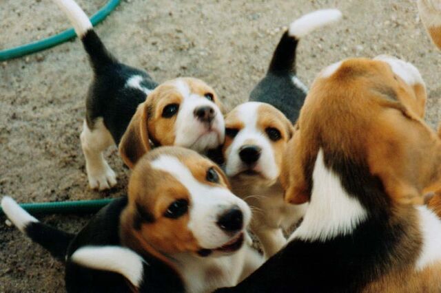 File:Beagle puppies.jpg