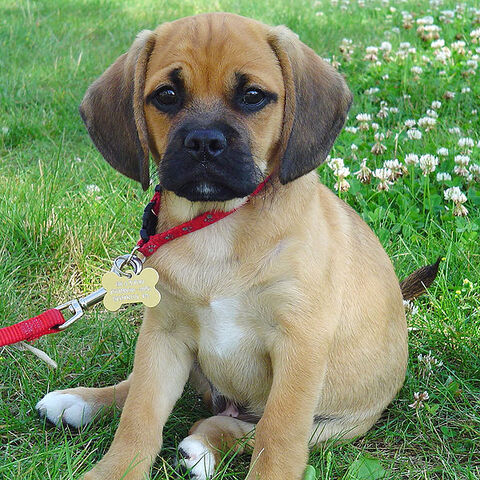 File:Puggle puppy.jpg