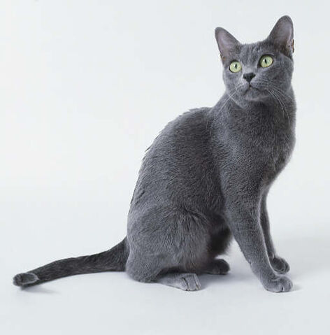 File:Korat cat.jpg