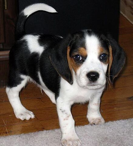 File:Puppy Beagle.jpg