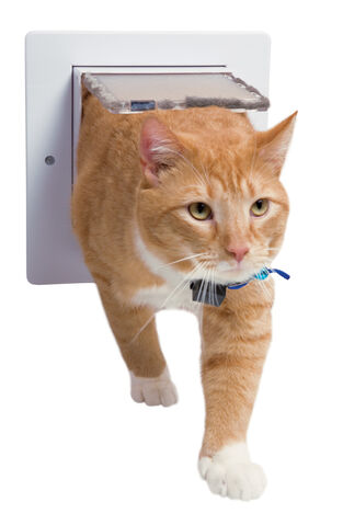 File:Catflap.jpg