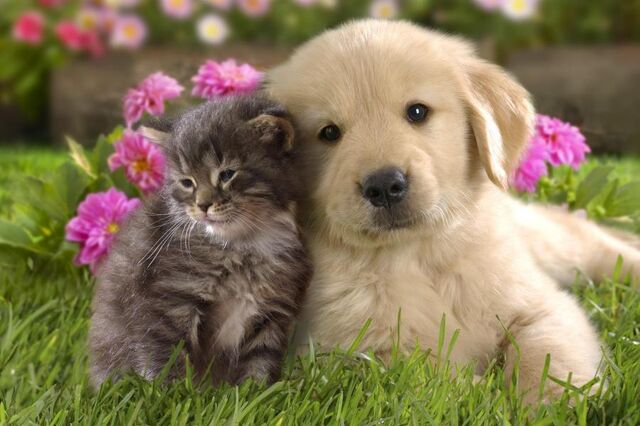 File:Puppy love.jpg