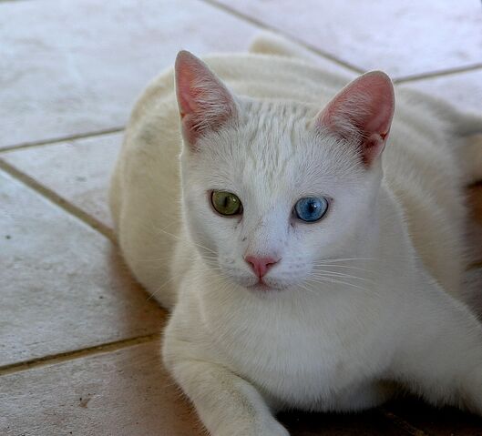 File:Fabullous Turkish Van cat.jpg