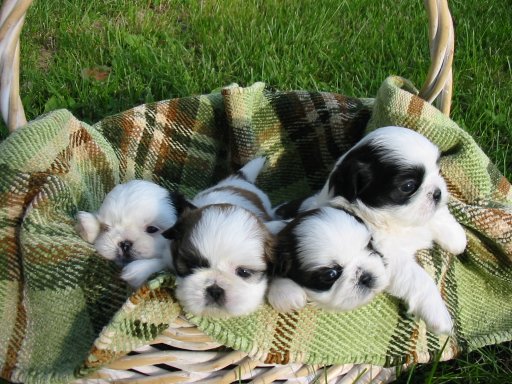 shih tzu and cats image shih tzu puppies jpg dogs and cats wiki fandom powered by wikia shih tzu and cats image shih tzu puppies jpg dogs and cats wiki fandom powered by wikia