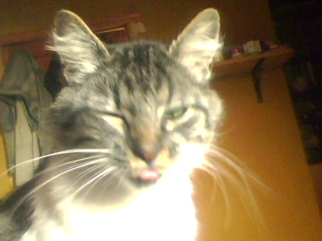 File:Gatos 002.jpg