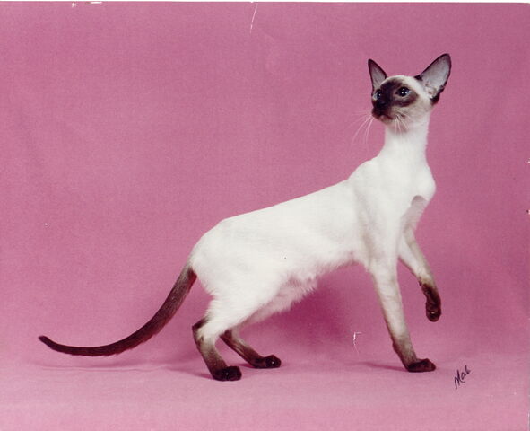 File:Siamese cat.jpg