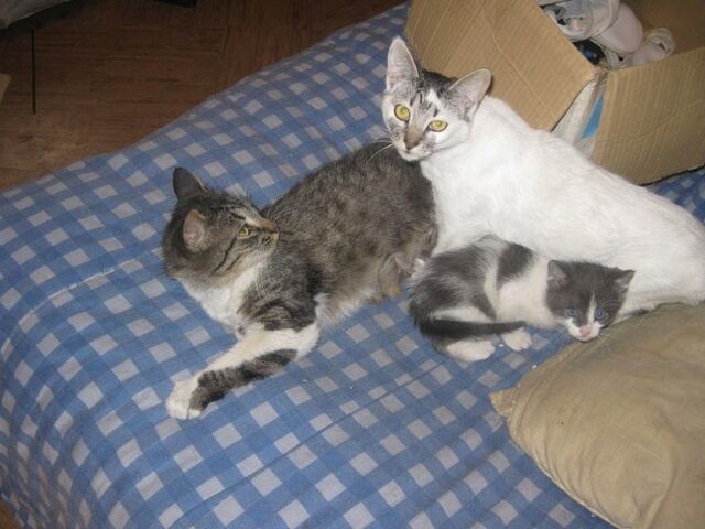 File:Blanquita, fabiola y moisés.jpg