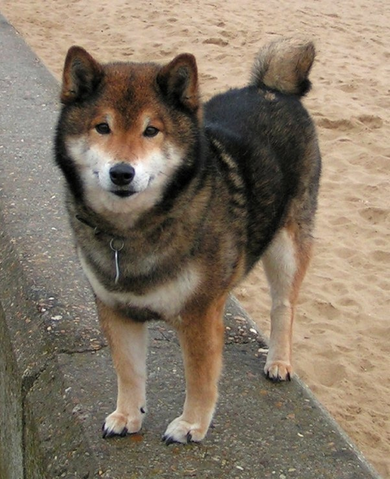 File:Sesame shiba inu.png