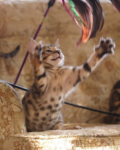 File:Bengal kitten playing.jpg