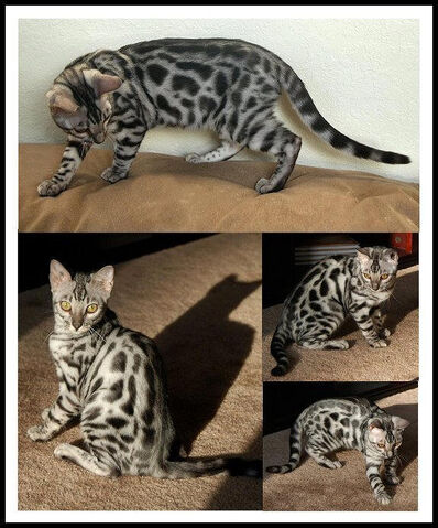 File:Silver bengal cat.jpg