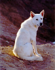 220px-Canaan Dog