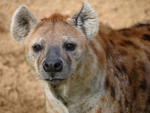 File:Hyena.jpg