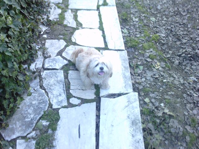 File:Bella at village.jpg