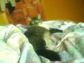 Thumbnail for version as of 17:33, November 21, 2011