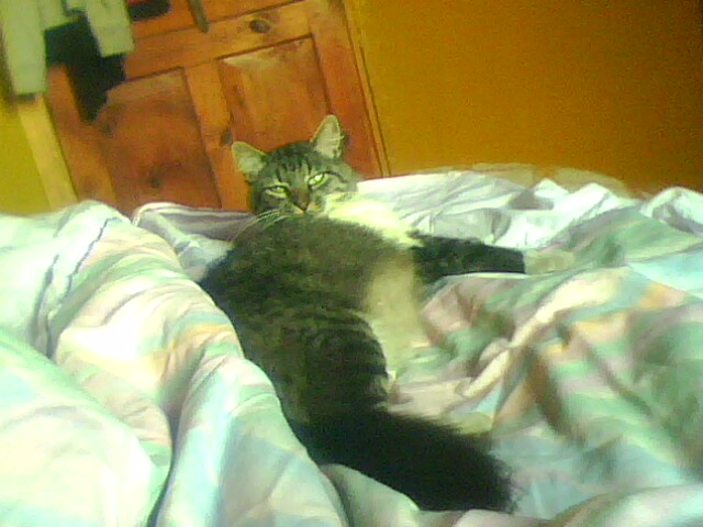 File:Gatos 003.jpg