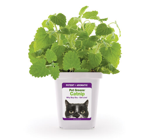 File:Catnip-2013-e1429805641857.jpg