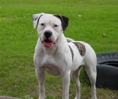 File:American bulldog.jpg