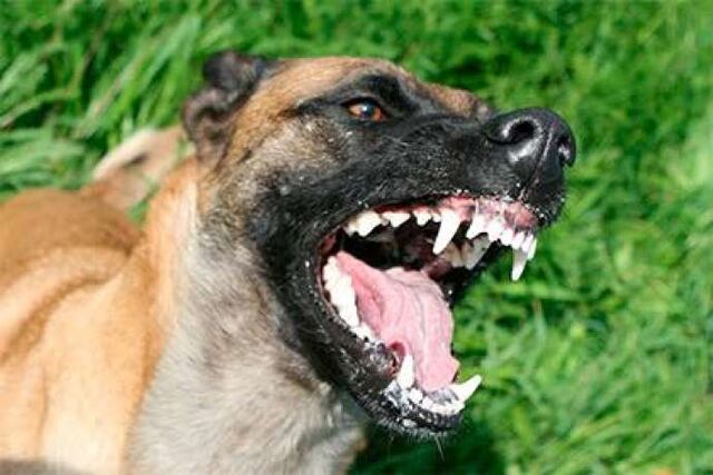 File:Belgian Malinois Growling.jpg