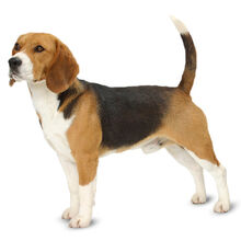 Beagle Dog
